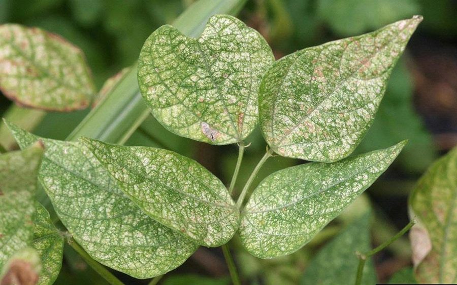 Spirea — Spider Mites