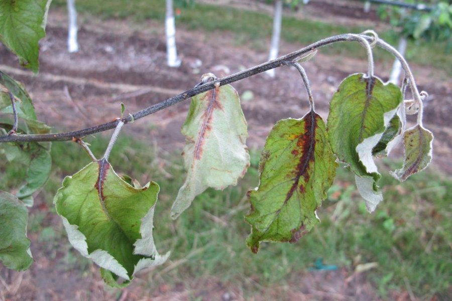 Spirea — Leaf Spot / Foliar Blight