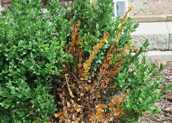 Spirea — Fire Blight (Rare on Spirea)