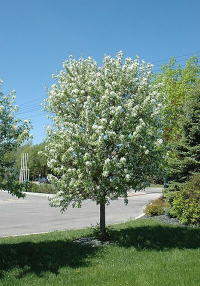 spring snow crabapple tree