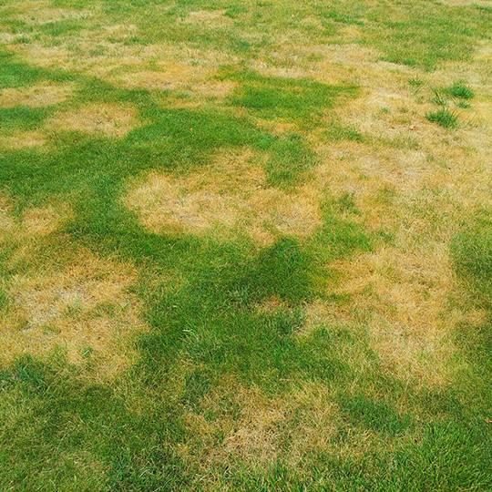 Summer Patch diagnostic reference photograph