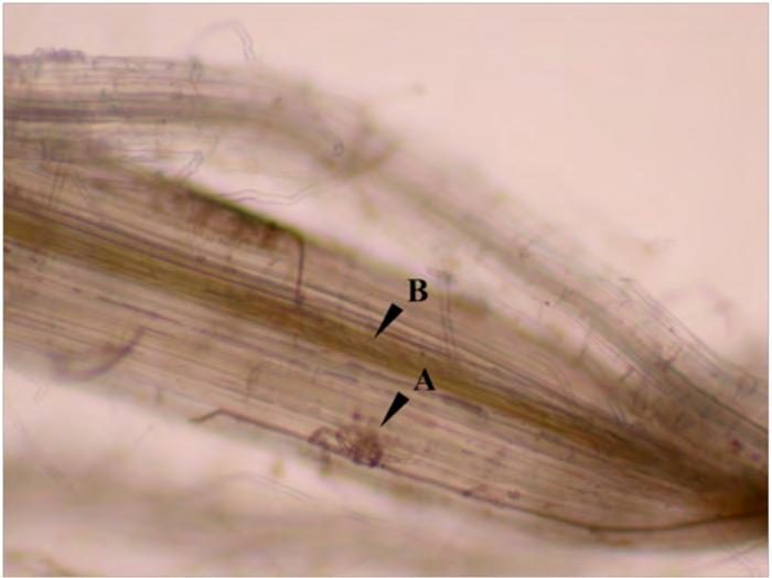 Summer Patch diagnostic reference photograph