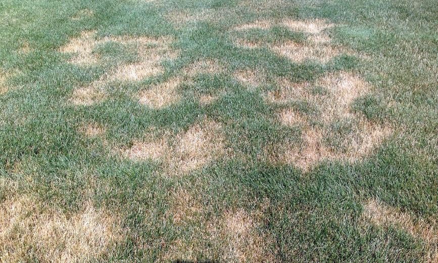 Summer Patch diagnostic reference photograph