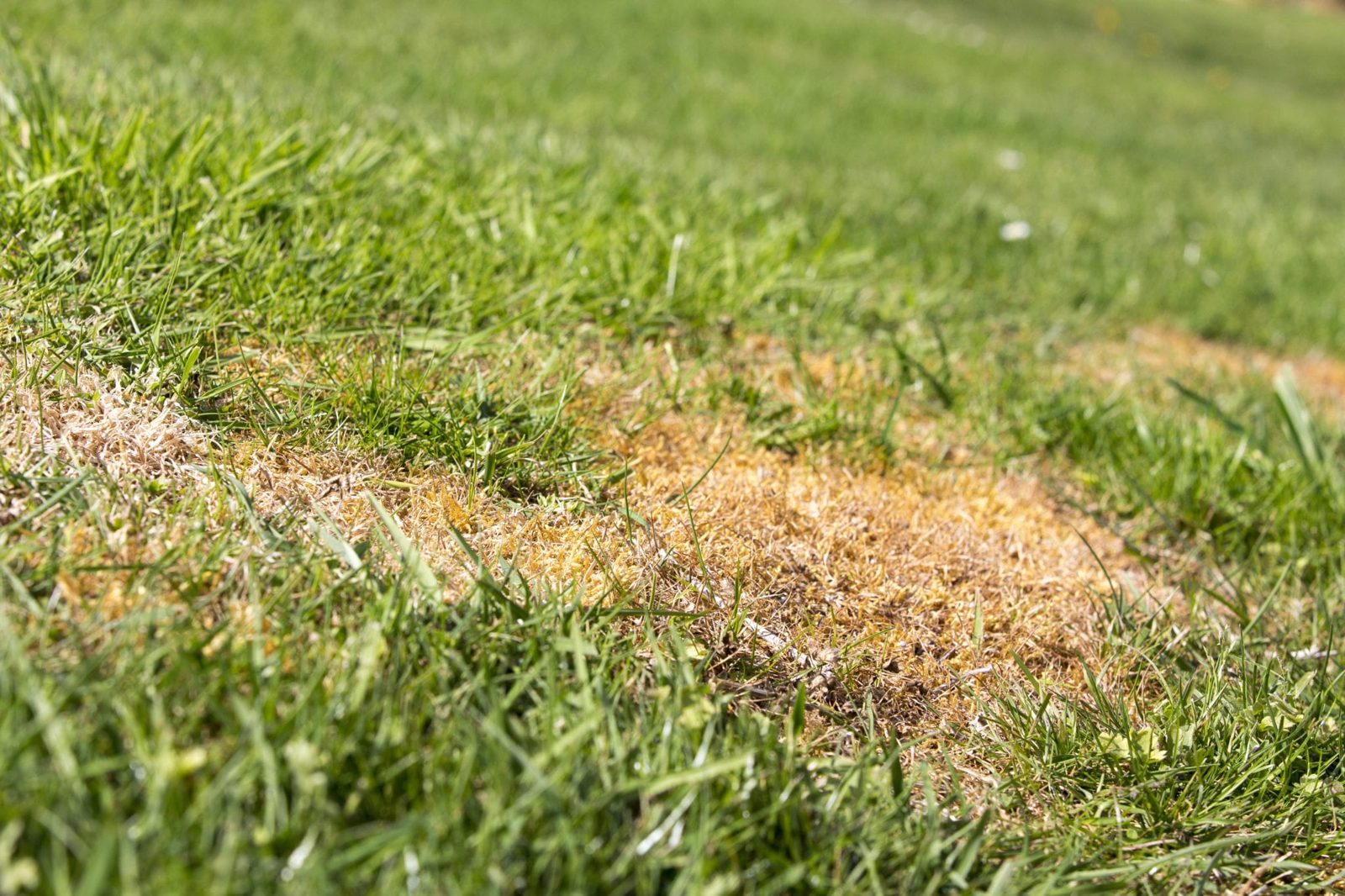Turfgrass showing pale, thinning growth in a shaded lawn area
