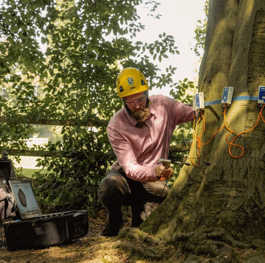 A Great Western Tree Care certified arborist inspecting a tree on a Colorado property