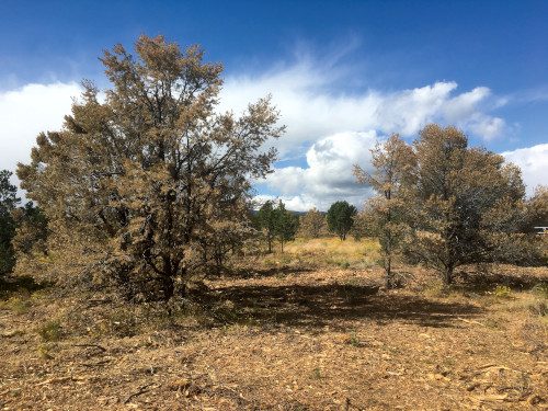 Drought-stressed trees with browning canopies on a dry Colorado Front Range property in late summer.