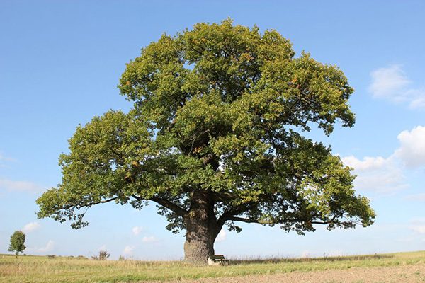 swamp white oak tree