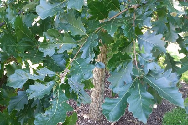 swamp white oak tree leaves