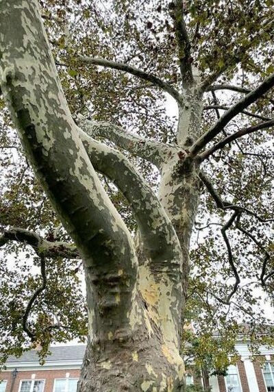 Sycamore in a Colorado landscape