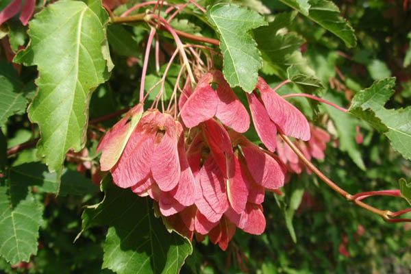 tatarian maple tree leaves