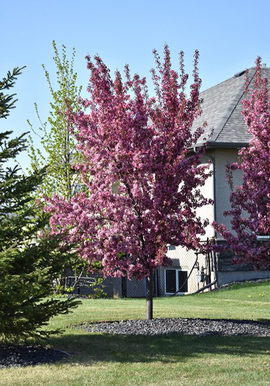 thunderchild crabapple tree