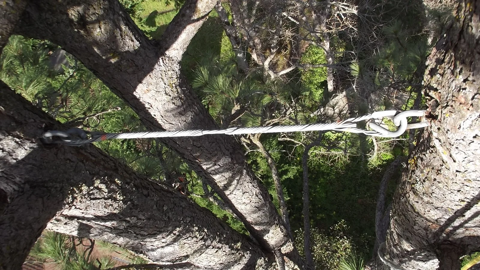 Steel support cable installed between codominant stems high in a mature tree canopy