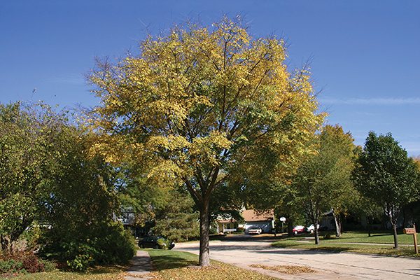 triumph elm tree