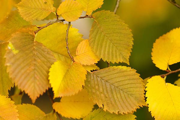 triumph elm tree branch