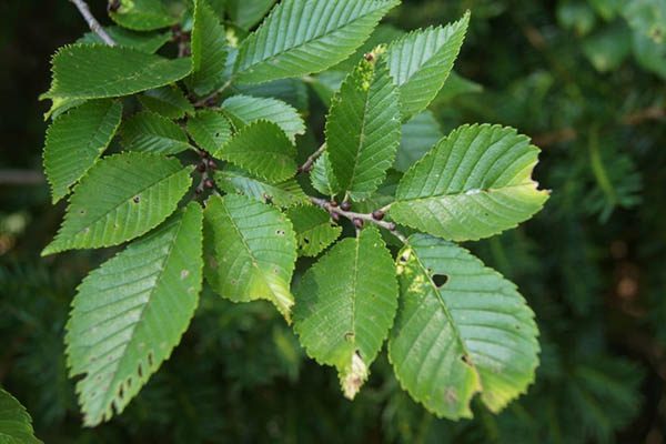 triumph elm tree leaves