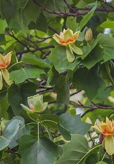 Tulip Tree in a Colorado landscape