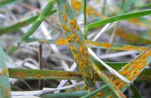 Turf Rust diagnostic reference photograph