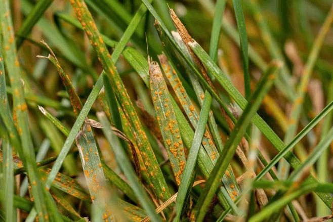 Turf Rust diagnostic reference photograph
