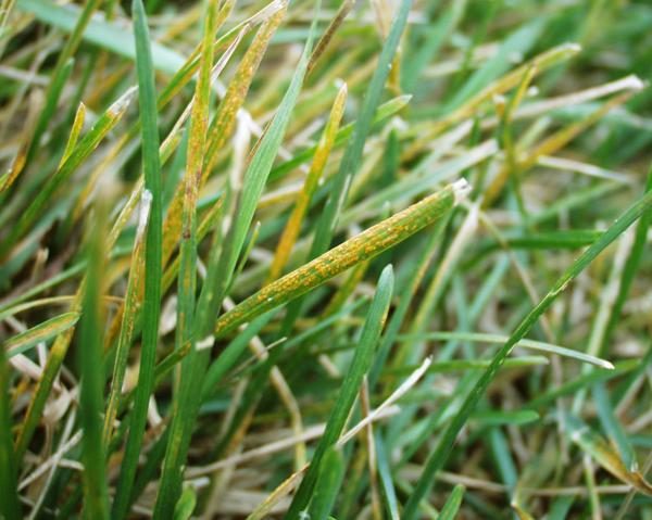 Turf Rust diagnostic reference photograph