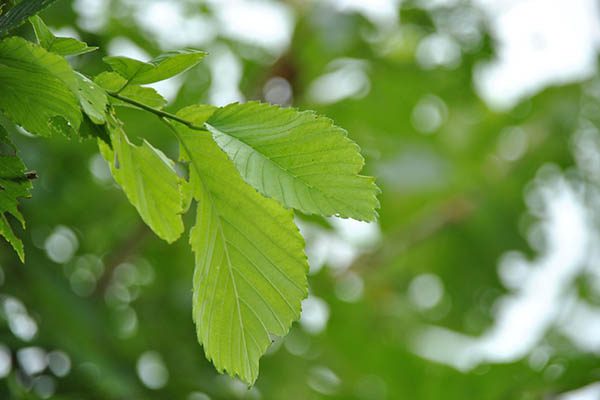 valley forge elm tree branch