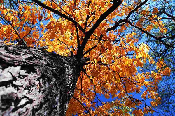 valley forge elm tree leaves