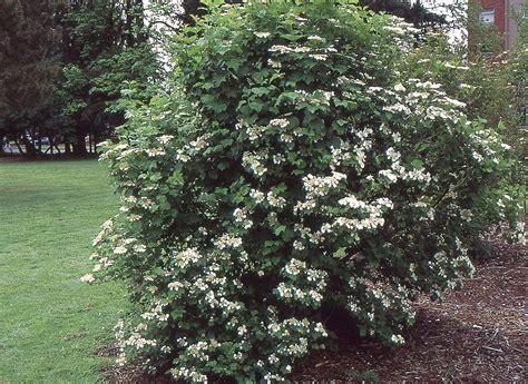 Viburnum diagnostic reference photograph