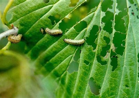 Viburnum — Viburnum Leaf Beetle