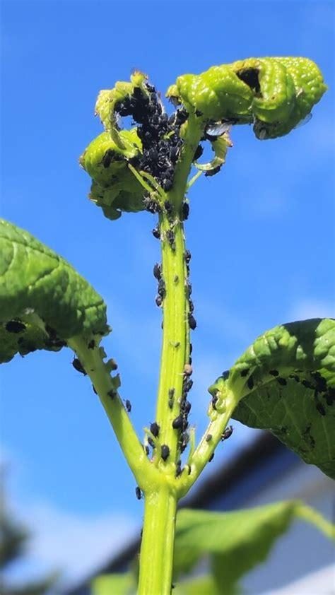 Viburnum — Viburnum Leaf Beetle