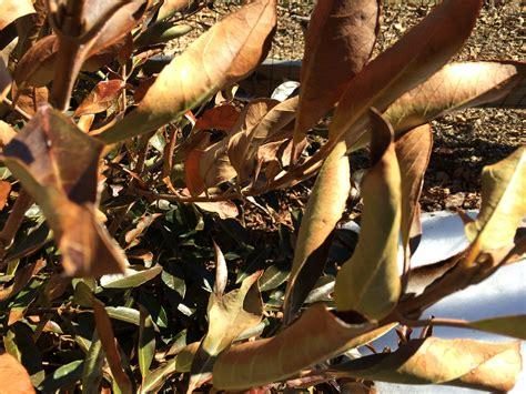 Viburnum — Leaf Spot / Foliar Blight