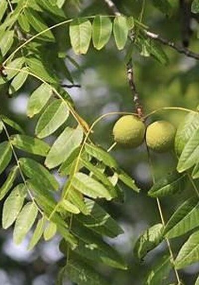Walnut in a Colorado landscape