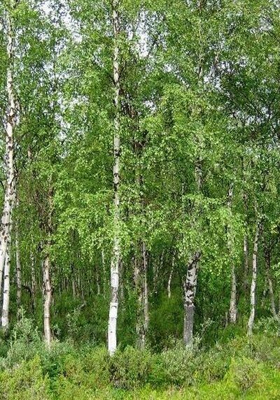 White Birch in a Colorado landscape