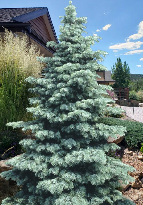 White Fir in a Colorado landscape