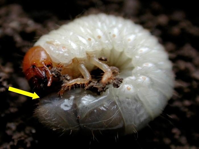White Grubs (Turf) diagnostic reference photograph