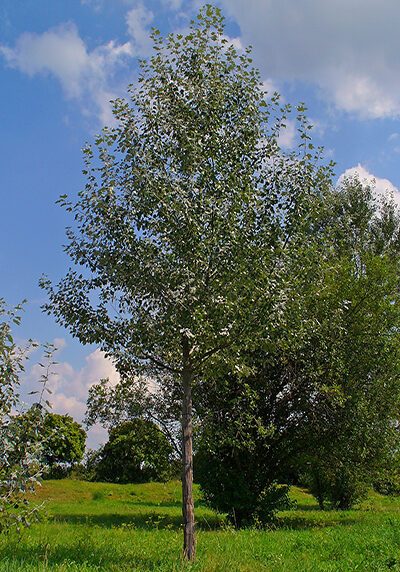 White Poplar in a Colorado landscape