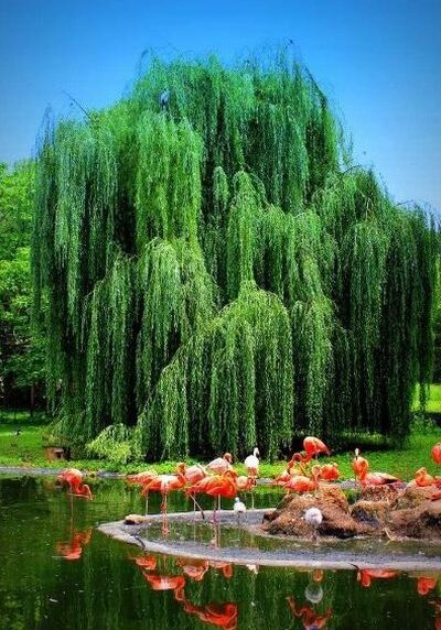 Willow in a Colorado landscape