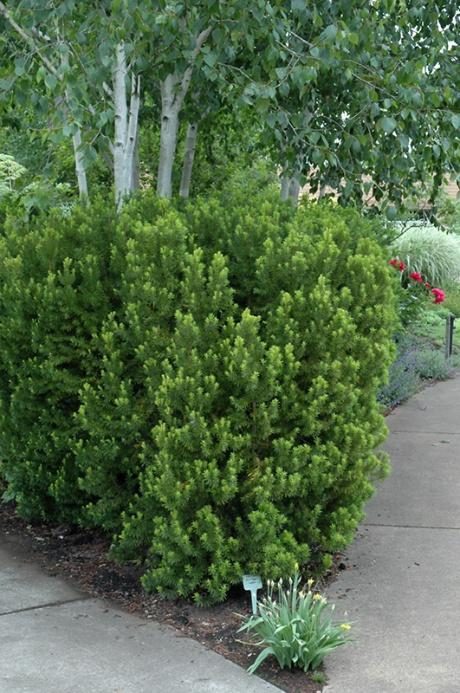 Yews diagnostic reference photograph