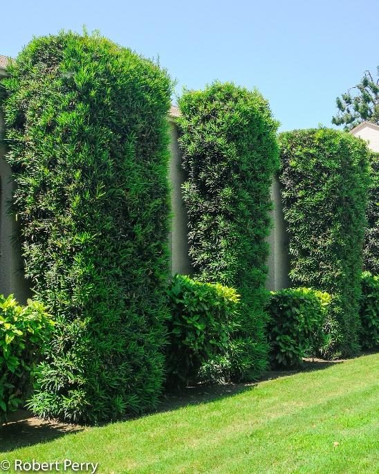 Yews diagnostic reference photograph