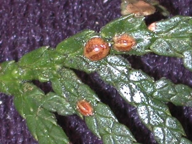Yews — Black Vine Weevil
