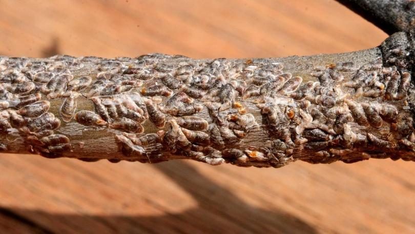Yews — Black Vine Weevil
