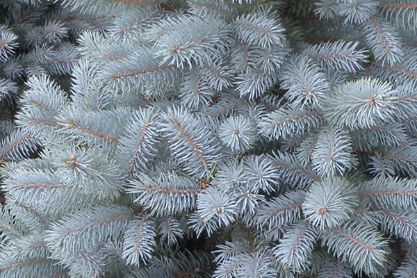 baby blue eyes spruce needles