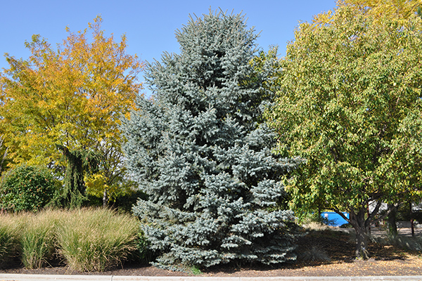 baby blue eyes spruce