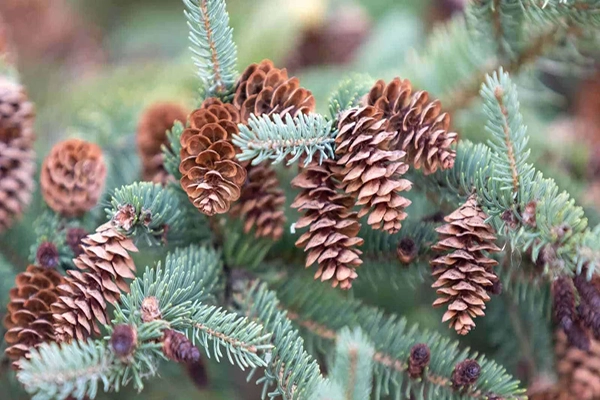 colorado blue spruce cones