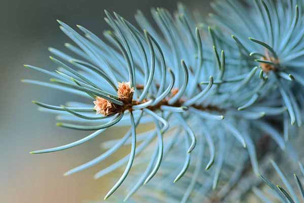 BlueSpruceInTheForestBackgroundAndTextures