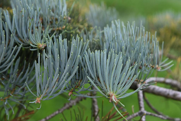 concolor fir