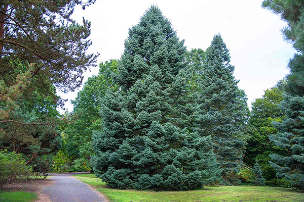 concolor fir tree