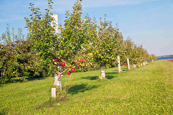 honeycrisp apple tree