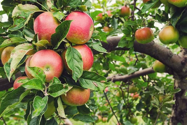 honeycrisp apple tree fruit