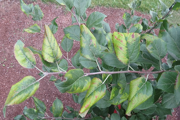 honeycrisp apple tree leaves