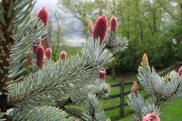 hoopsii spruce tree cone