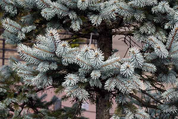 hoopsii spruce tree needles